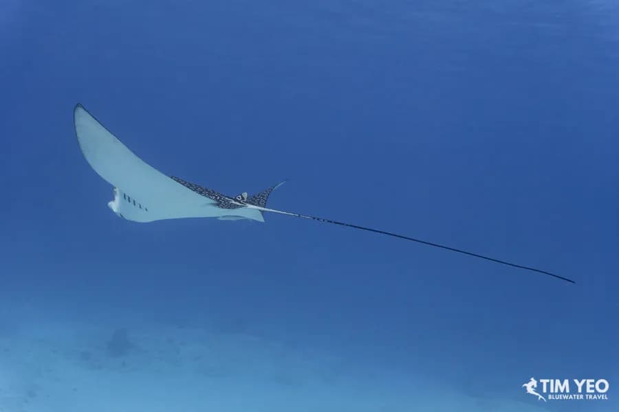 A spotted eagle ray glides away