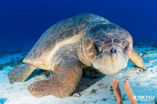 A giant hawksbill turtles rests among the sand