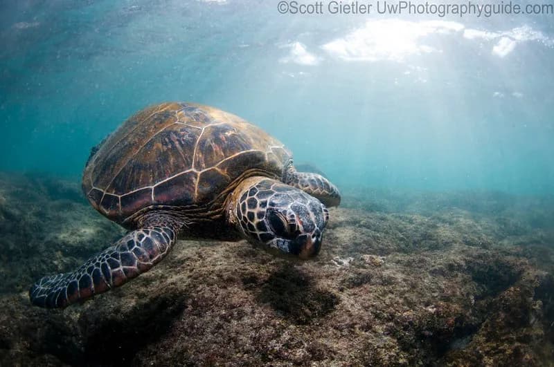 A sea turtle swims above a reef