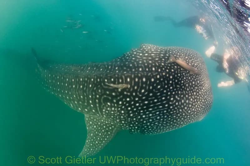 Snorkelers observe a whale shark close to the surface