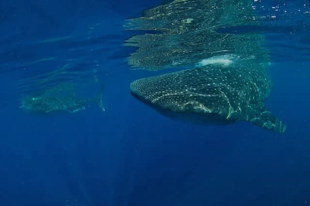Whale sharks swim in blue water