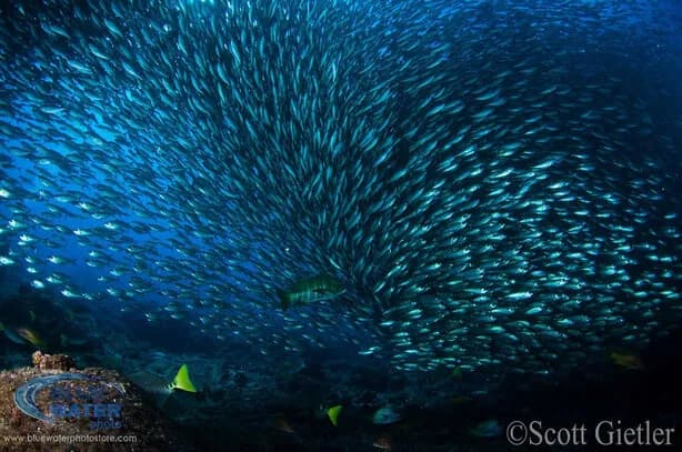 school of snapper in sea of cortez