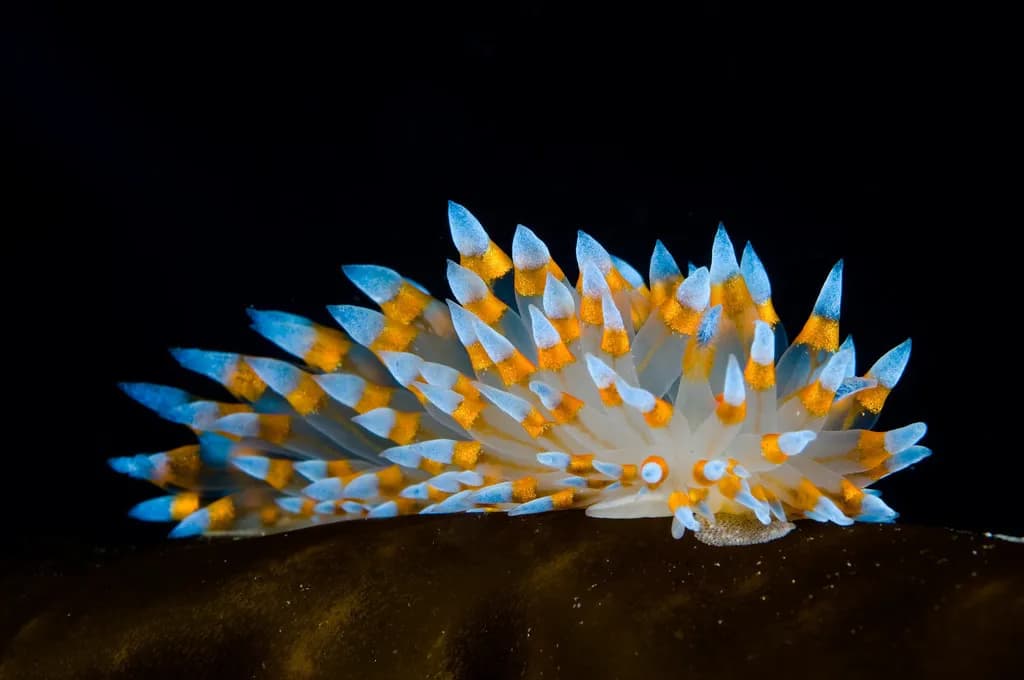 Nudibranch in Southern California