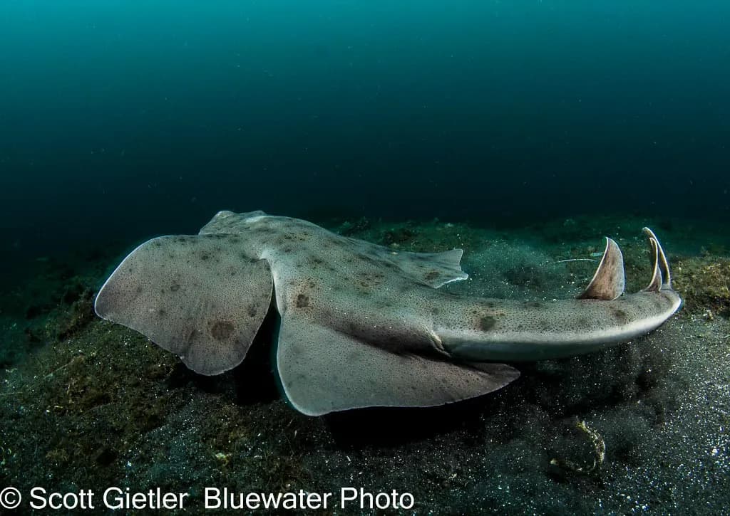 diving in southern california