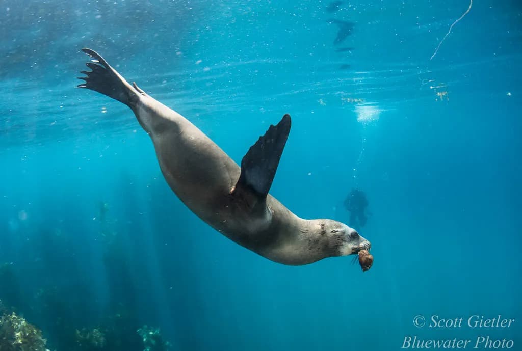 Scuba Diving California Seal
