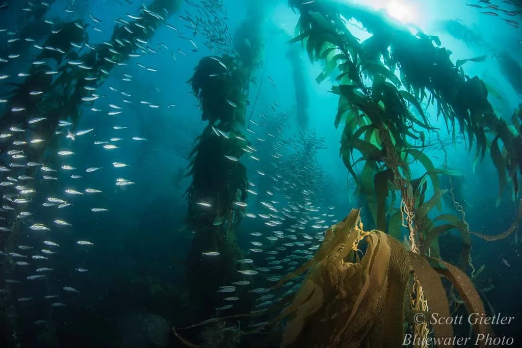 majestic kelp forest