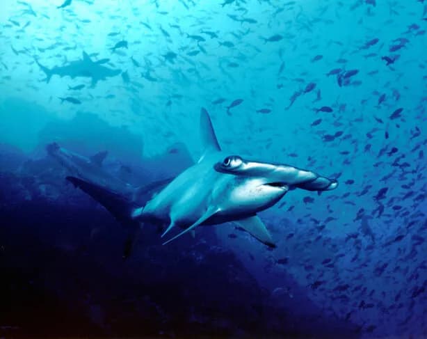cocos island hammerhead shark