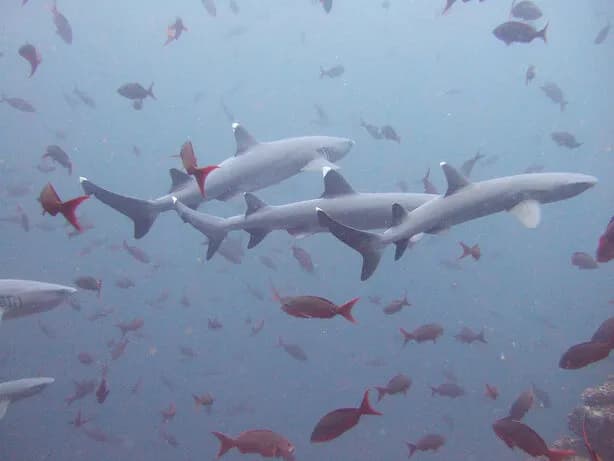 scuba diving in cocos island