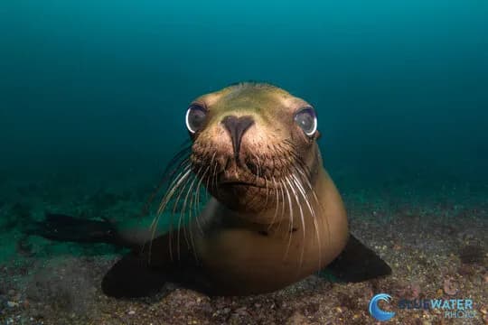 A sea lion cutely looks at a camera in La Paz