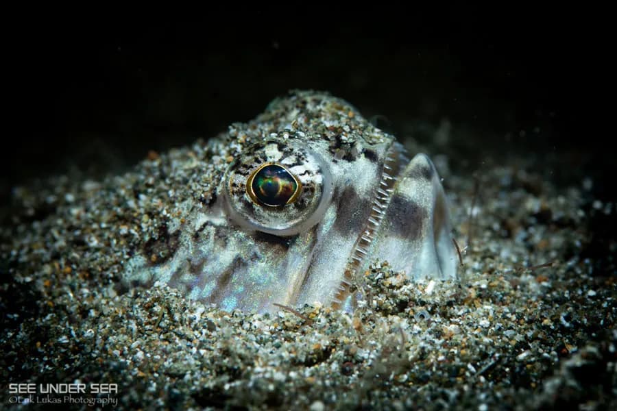 A lizardfish hides in the sand