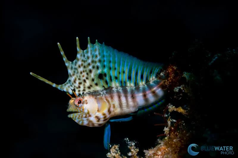 A tiny 1-inch long reveals its position with a colorful dance in a desert of sand.