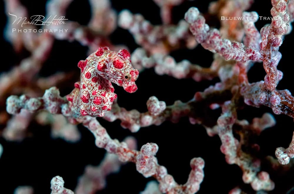 Pygmy Seahorse hold on to its coral