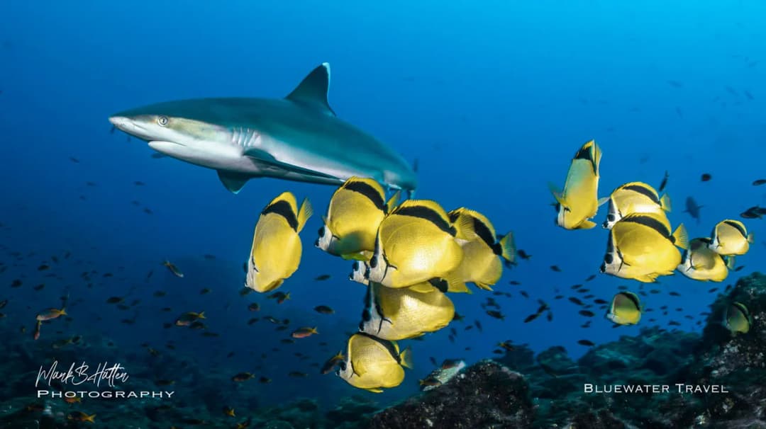 A shark swims next to some fish in Socorro Islands
