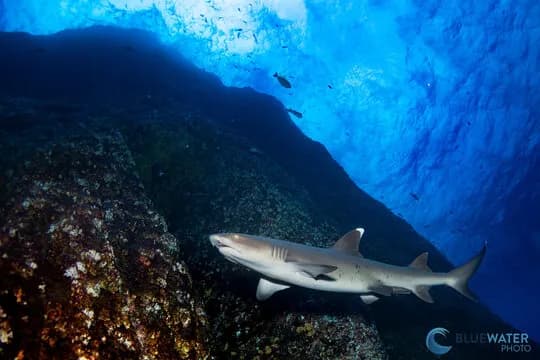 A shark swims next to a reef wall