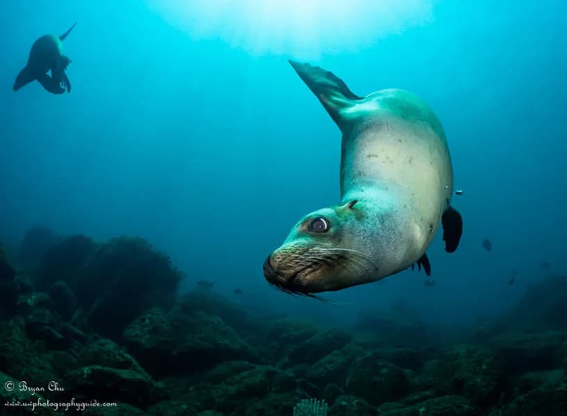 Sea of Cortez Photo Workshop August 2027