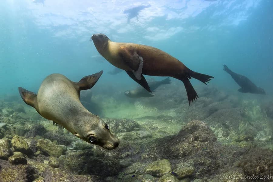 Sea lions playing underwater in La Paz