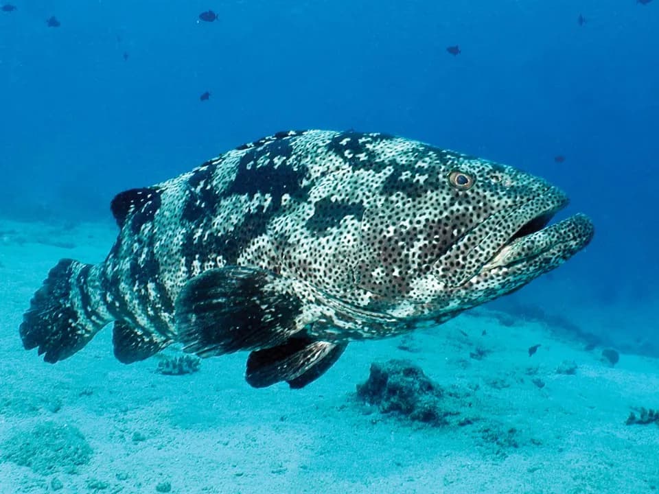 The large grouper swims underwater