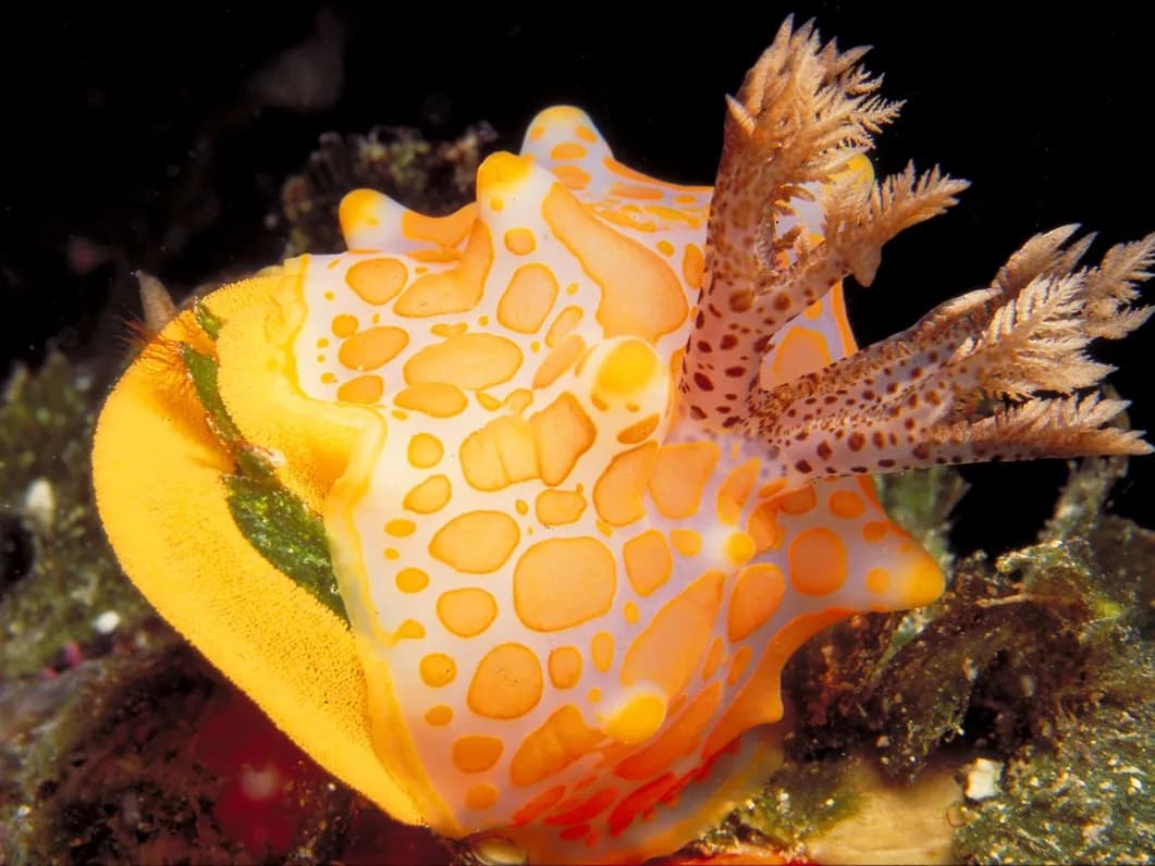 A nudibranch rests on with its eggs