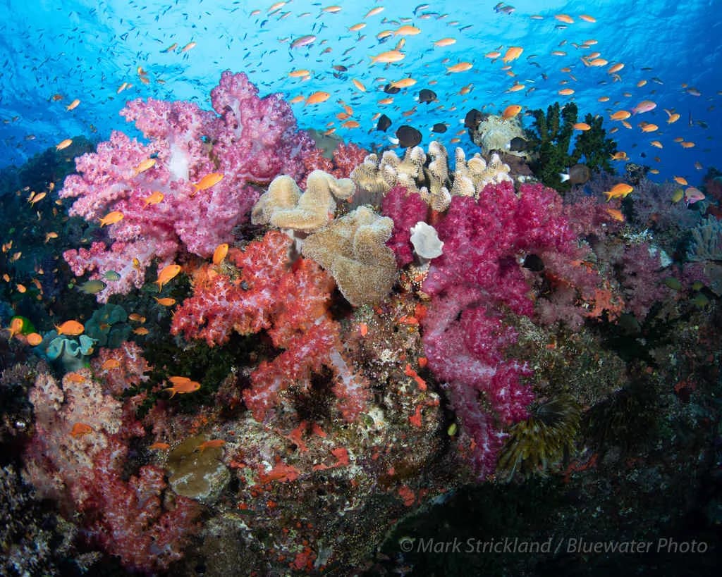 Vibrant corals underwater in Fiji