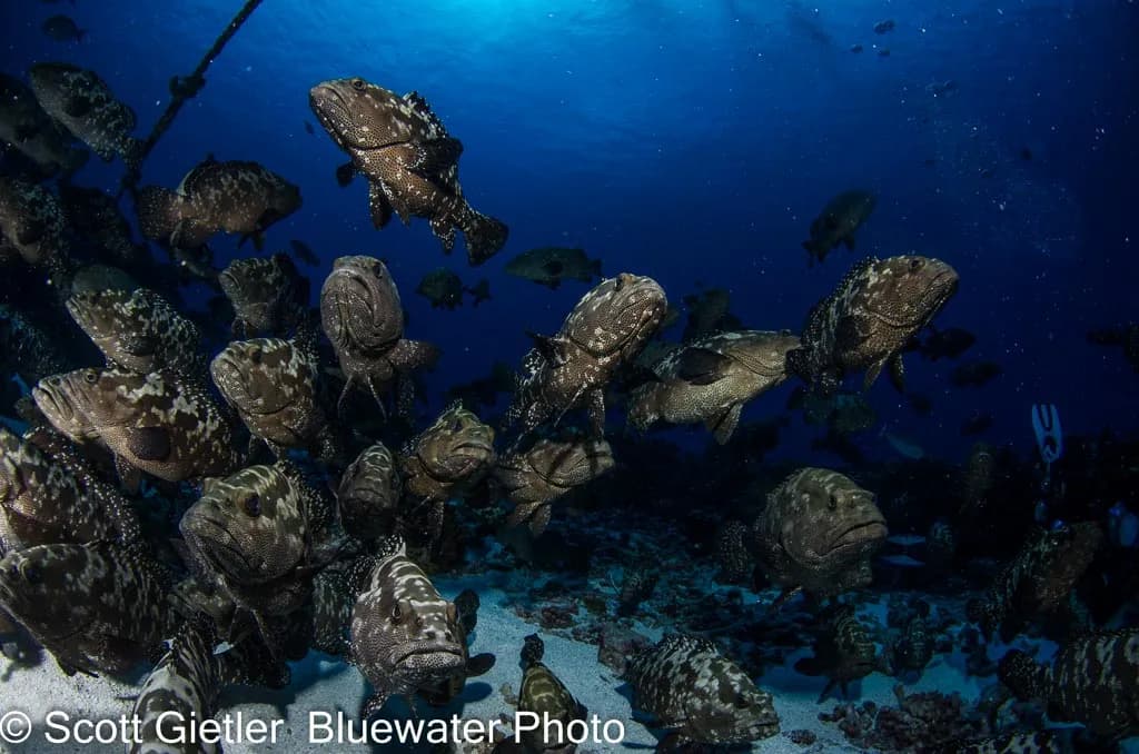 thousands of groupers congregate in Fakarava for the annual grouper spawning