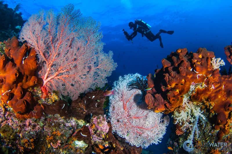 Colorful coral reefs in raja ampat with an underwater photograher in the background