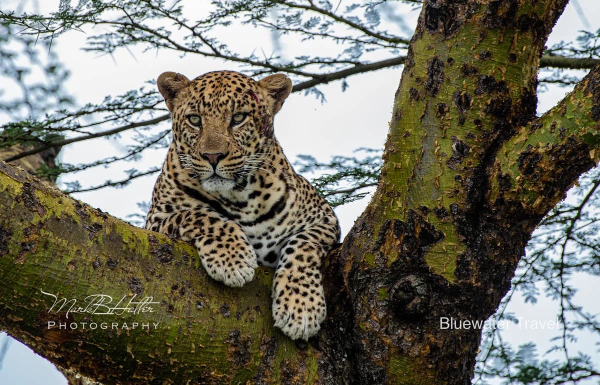 A cheeta sits in a tree in Africa