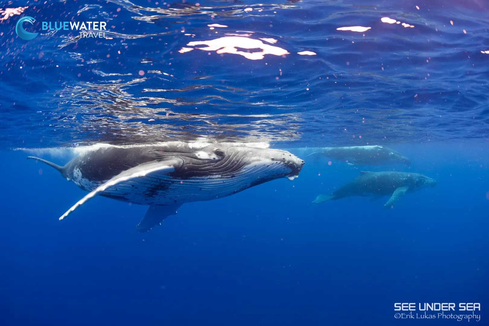 Humpback whales near the surface of the water