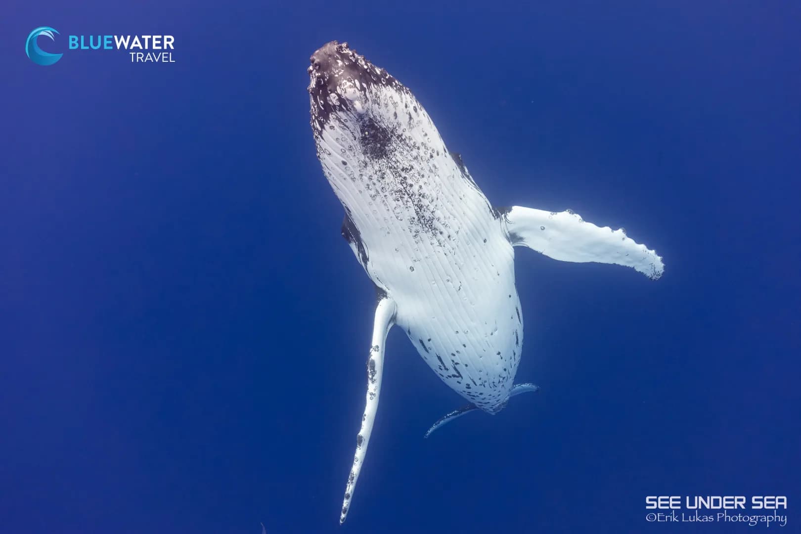 A humpback whale shows the camera its tummy