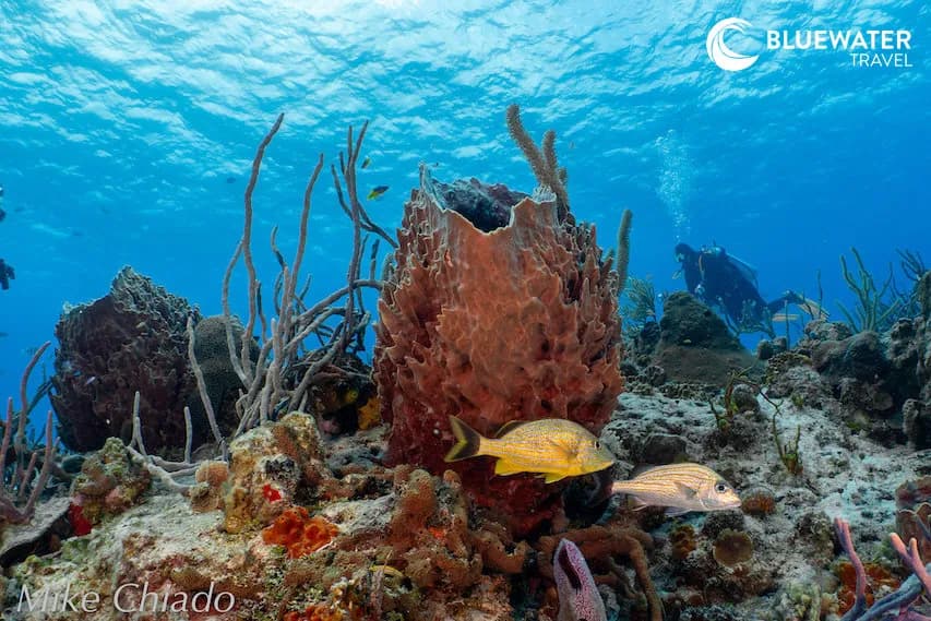 A colorful reef with the bluest sea in the background