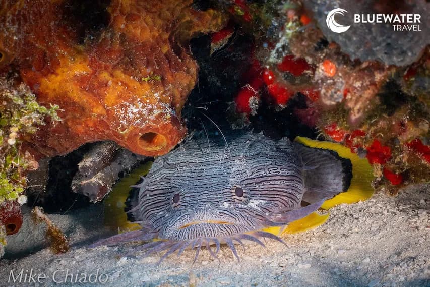 A fish hides in its little corner of coral
