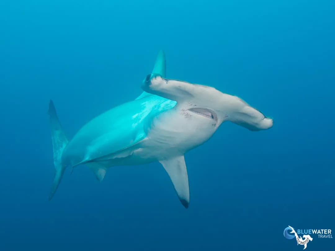 hammerhead shark in cocos island