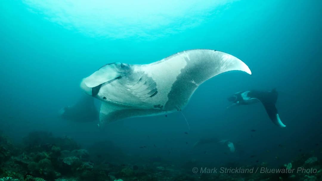 School of manta rays.