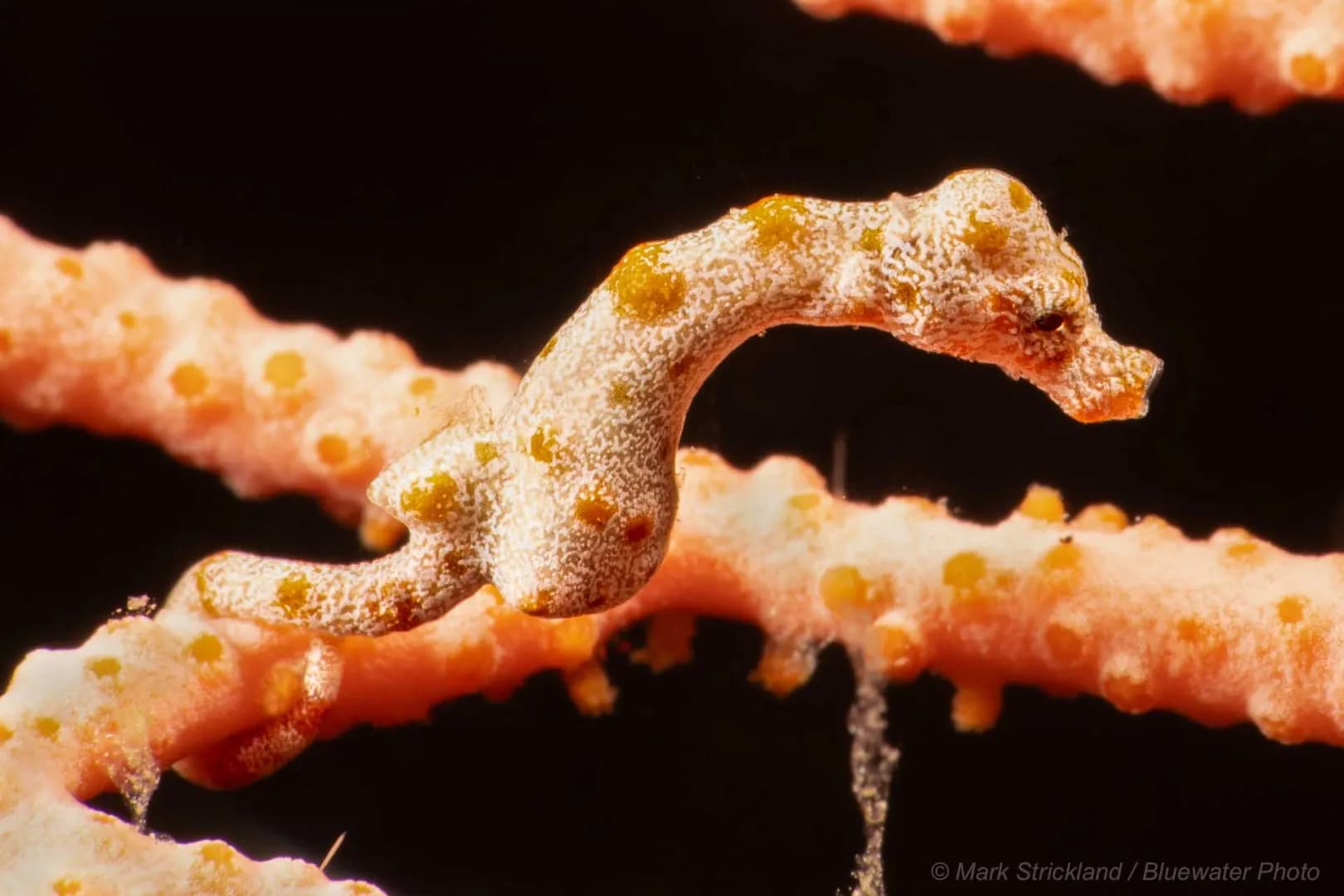 Pygmy Seahorse well camouflaged.