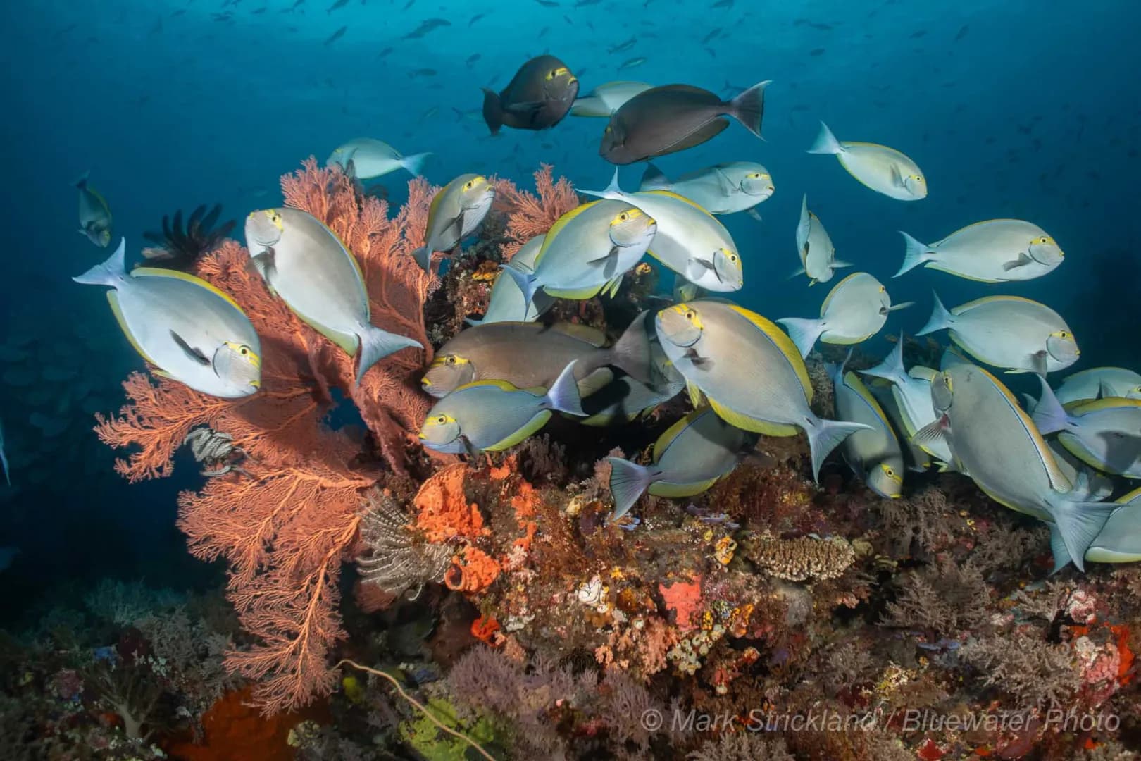 School of fish surrounding a coral garden.