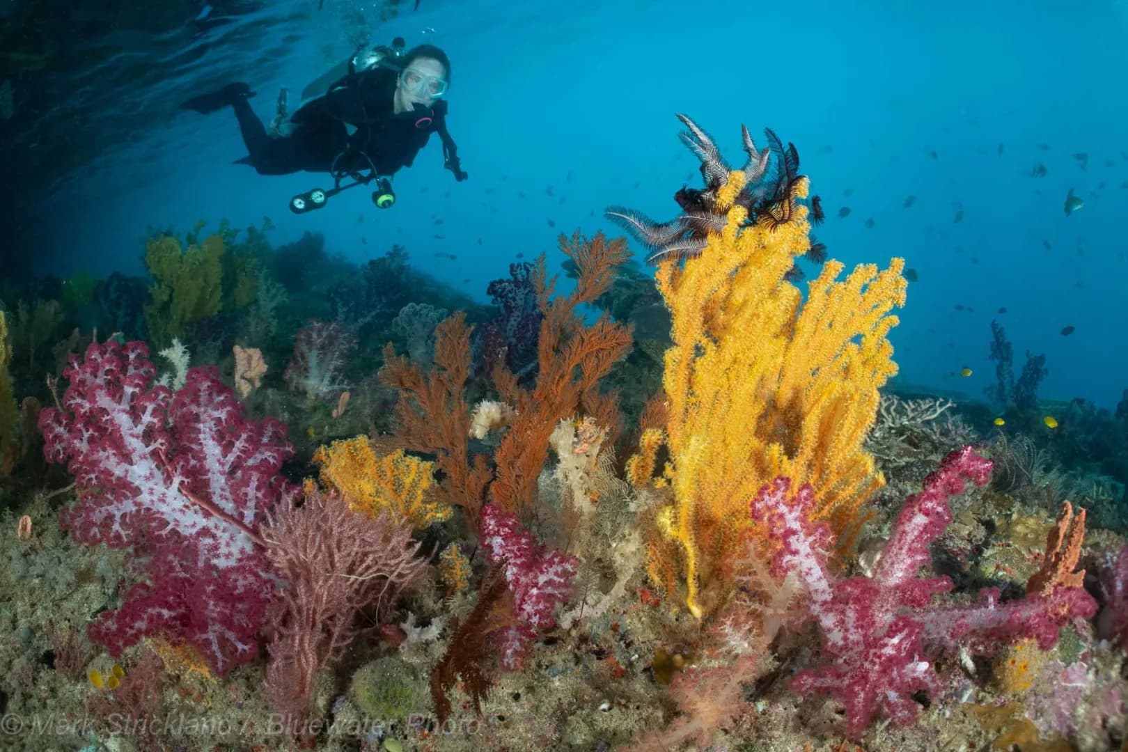 Diver swimming alongside the beautiful soft corals of Raja Ampat.