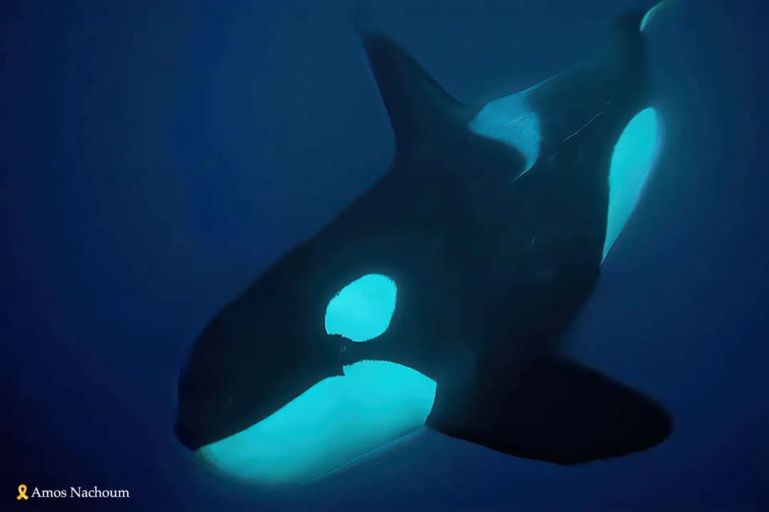 An orca dives underwater