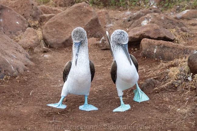 Galapagos Bird Bluefooted Bobby