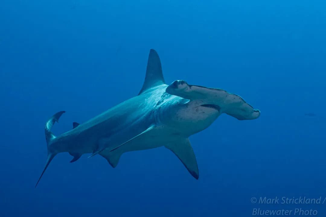 Galapagos Diving Hammerhead