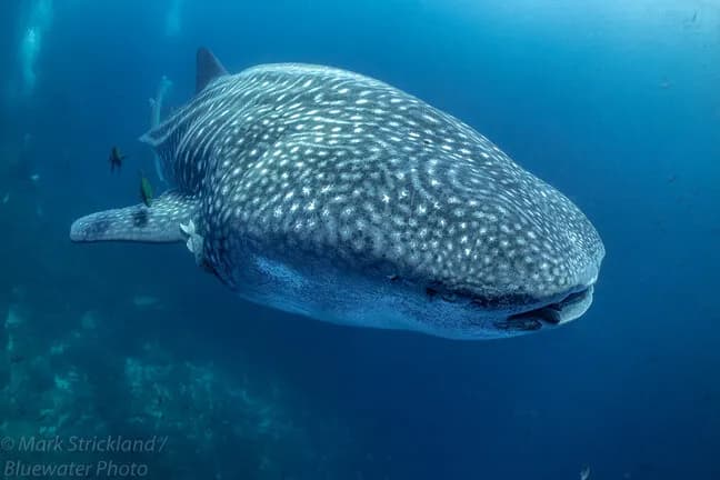 Galapagos Diving Whaleshark