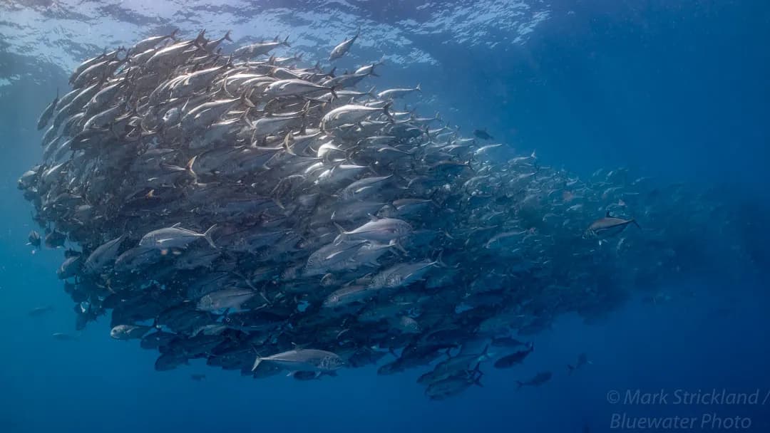 Galapagos Diving Jackfish