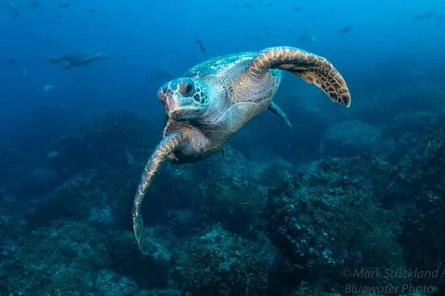 Galapagos Diving Turtle
