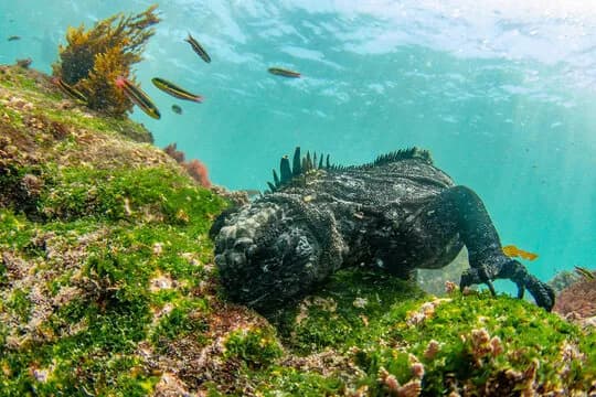 Galapagos Diving Marine Iguana