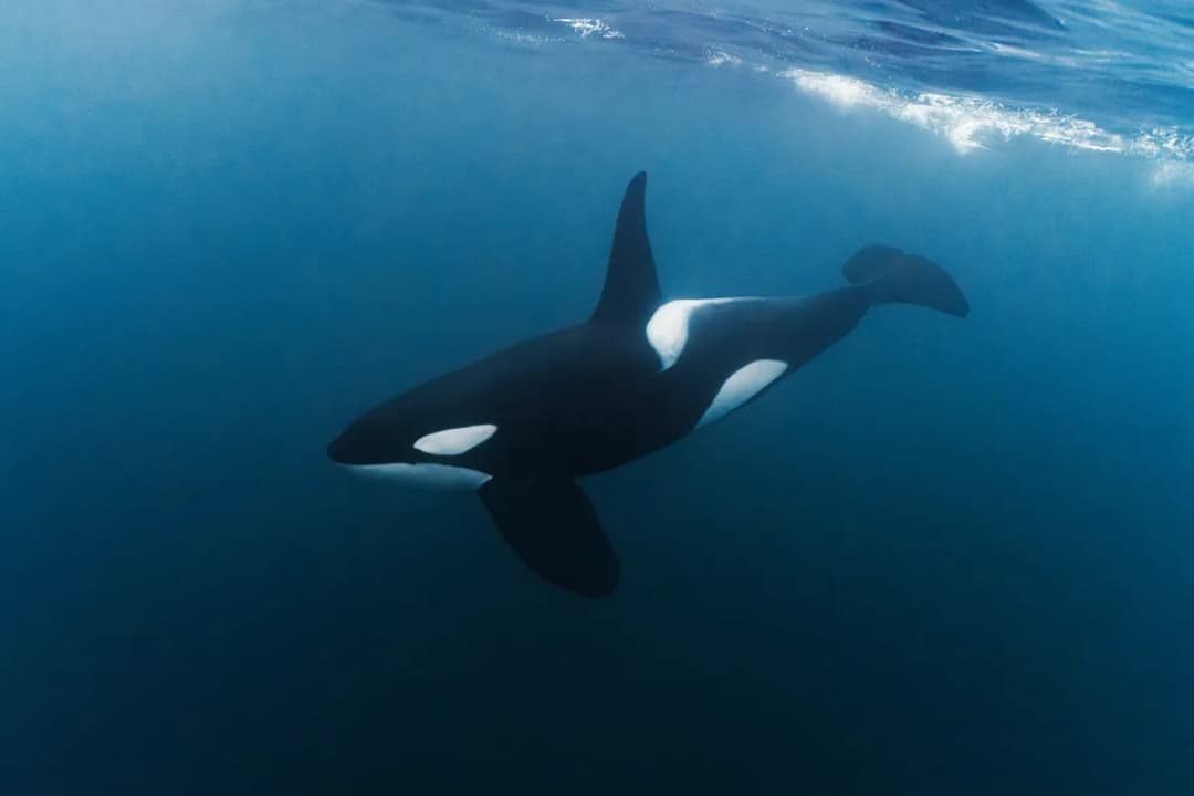 orca swimming underwater