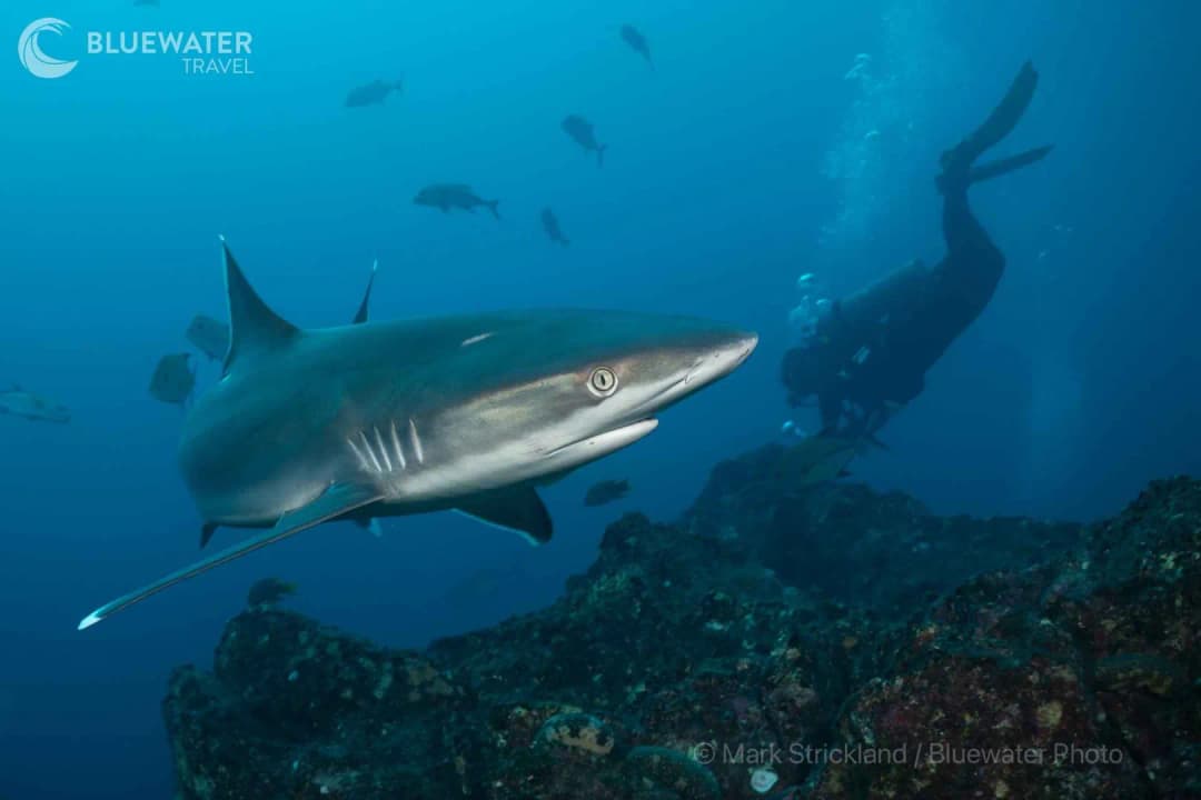 A shark side eyes the camera