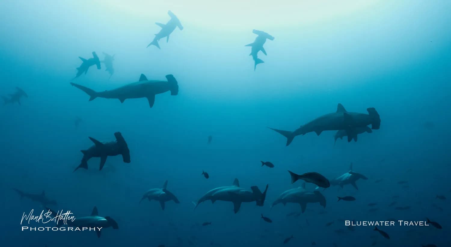 A school of hammerhead sharks swim overhead