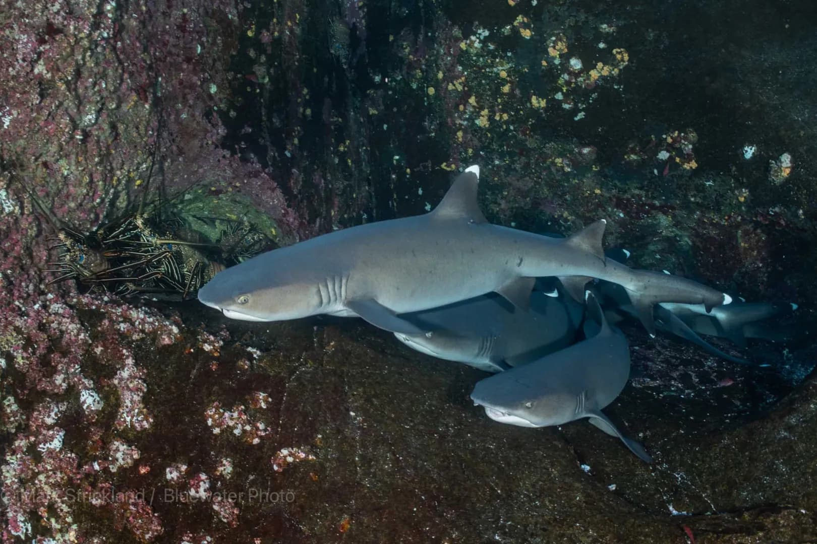 White tip reef sharks piled together.
