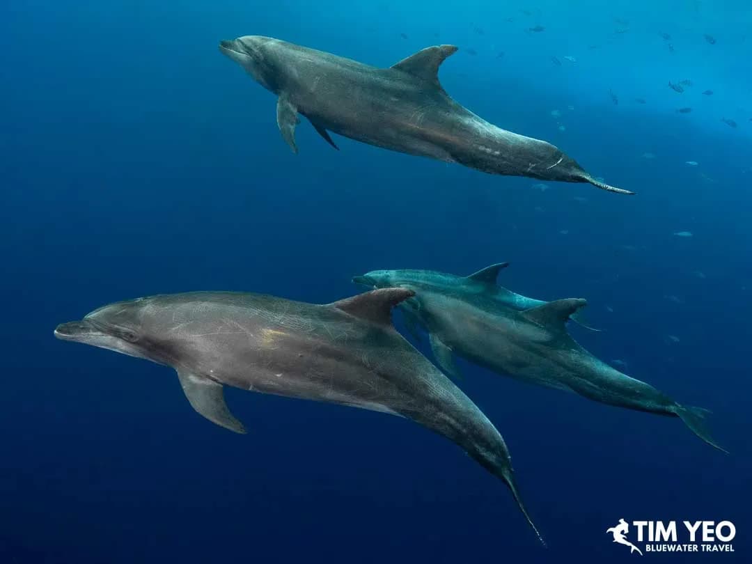 Close encounter with a pod of dolphins.