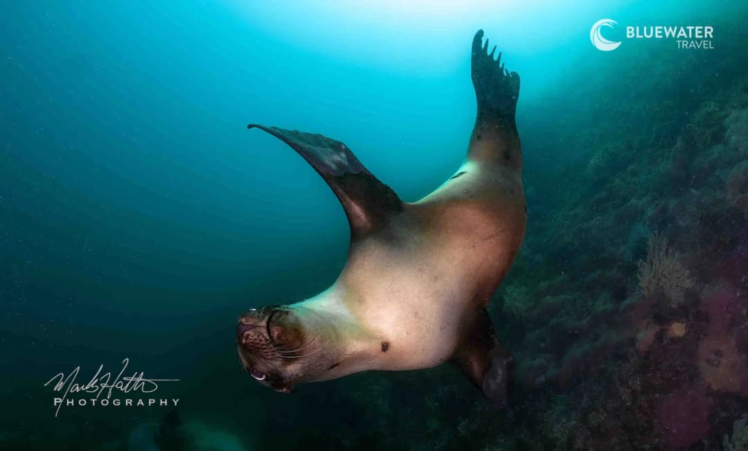 A sea lion summersaults underwater
