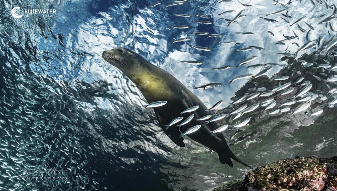 A sea lion surrounded by fish