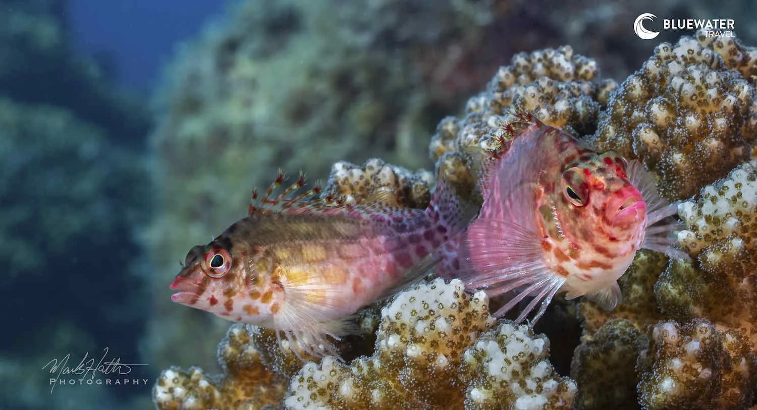 Two fish chilling on their rock